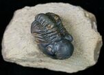 Bargain Reedops Trilobite - Inches #7141-1